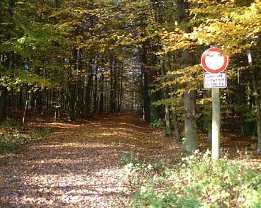 Herbstlicher Wald auf der Eisenhardt